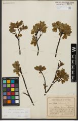 Foto von Salix waldsteiniana Willd.
